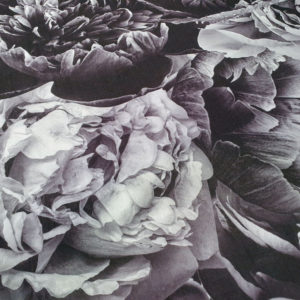 Black and White Peonies